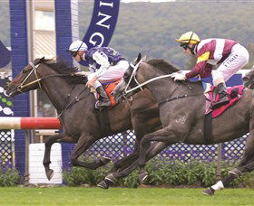 Gosford Race Club - Palm Beach Accommodation 0