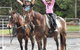 Kings Creek Saddle Club - thumb 2