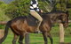 Kings Creek Saddle Club - thumb 6