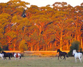 Horse Riding At Oaks Ranch And Country Club - Palm Beach Accommodation 1