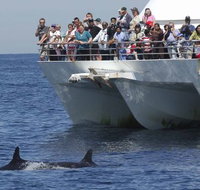 MoonshadowTQC Cruises - Palm Beach Accommodation