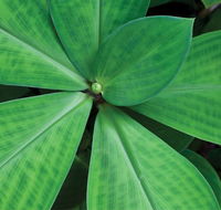 Limberlost Nursery  Garden Centre - Palm Beach Accommodation