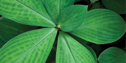 Limberlost Nursery & Garden Centre - Palm Beach Accommodation 0