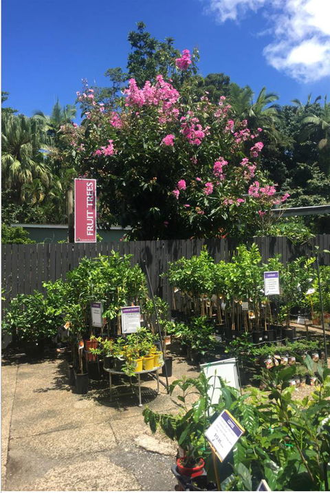 Limberlost Nursery & Garden Centre - Palm Beach Accommodation 3