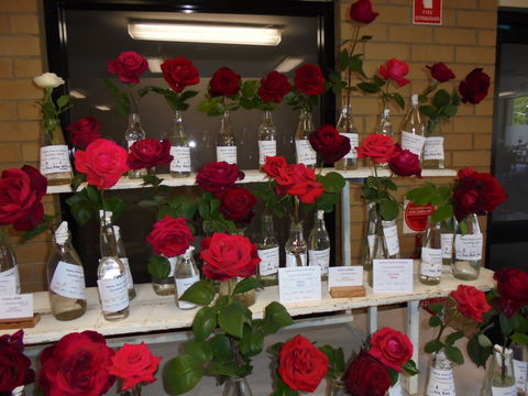 Anglican Spring Flower Show Gundagai - Palm Beach Accommodation 0