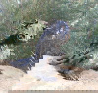 Bathurst Arts Trail - Palm Beach Accommodation