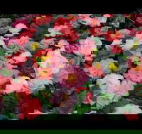 Camellia's Australia National Camellia Show - Palm Beach Accommodation
