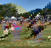 Dogs in the Park Orange - Palm Beach Accommodation