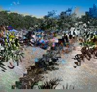 JetBlack Wild Wombat MTB Challenge - Palm Beach Accommodation