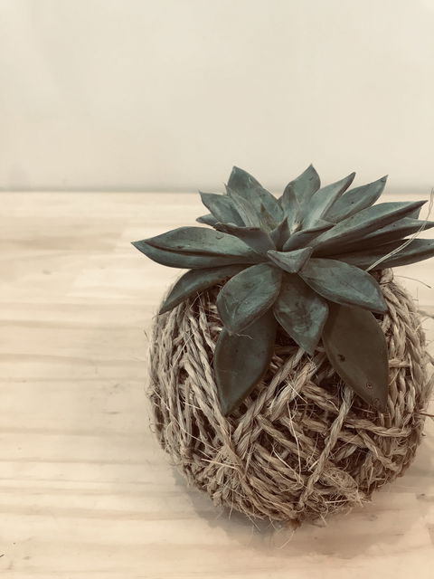 Kokedama Workshop - Palm Beach Accommodation 0