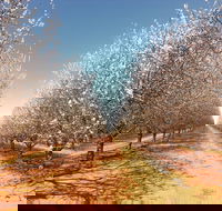 Mallee Almond Blossom Festival - Palm Beach Accommodation