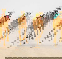 The Quirindi Camel Cup - Palm Beach Accommodation