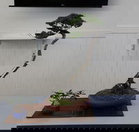Wauchope Bonsai Workshop Group - Palm Beach Accommodation