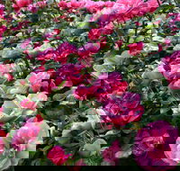 2020 Woolmers Estate Festival of Roses - Palm Beach Accommodation