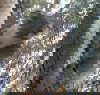 Annual Koala Count - Palm Beach Accommodation