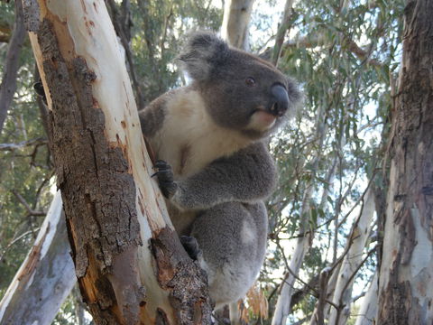 Annual Koala Count - Palm Beach Accommodation 0