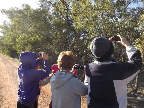 Annual Koala Count - Palm Beach Accommodation 1