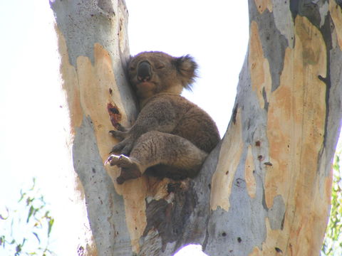 Annual Koala Count - Palm Beach Accommodation 2