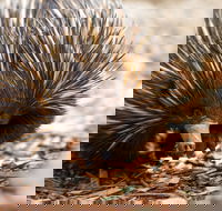 Aussie Wildlife Course - July/August/September - Palm Beach Accommodation