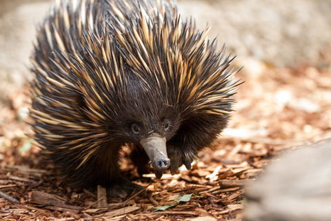 Aussie Wildlife Course - July/August/September - Palm Beach Accommodation 0
