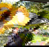 Blackville Arts and Market Day - Palm Beach Accommodation