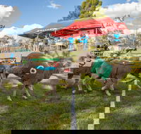 Caragabal Sheep Races - Palm Beach Accommodation