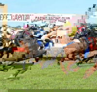 Casino Cup - Palm Beach Accommodation