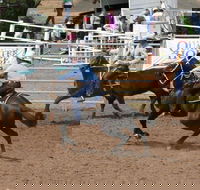 Dalgety Team Penning - Palm Beach Accommodation