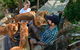 Dingo Den Discovery Experience - thumb 1