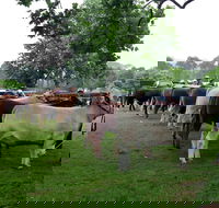 Dorrigo Agricultural Show - Palm Beach Accommodation