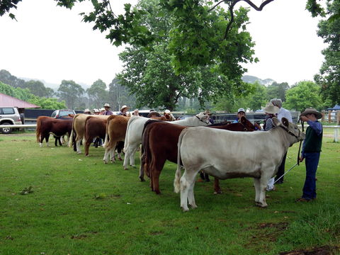 Dorrigo Agricultural Show - Palm Beach Accommodation 0