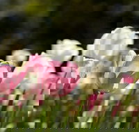 Floriade Reimagined - Palm Beach Accommodation