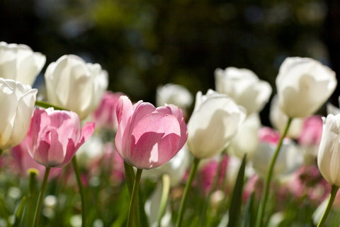 Floriade: Reimagined - Palm Beach Accommodation 0