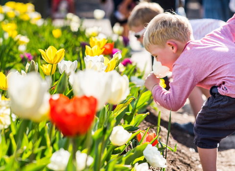 Floriade: Reimagined - Palm Beach Accommodation 1