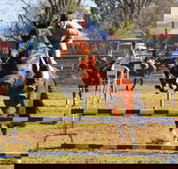 Glen Innes Pastoral and Agricultural Show - Palm Beach Accommodation