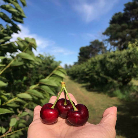 National Cherry Festival - Palm Beach Accommodation 0