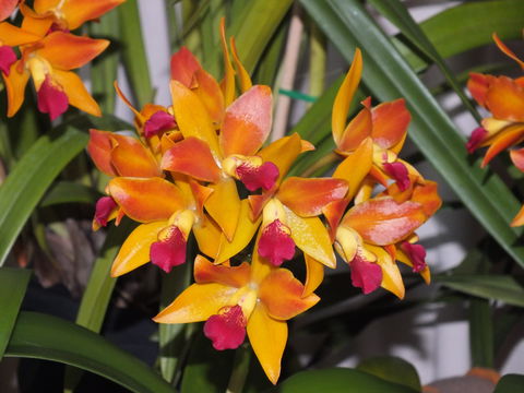 Orchids Out West - Palm Beach Accommodation 2