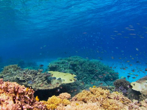 Recovery Of The Great Barrier Reef - Palm Beach Accommodation 0