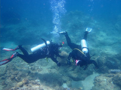 Recovery Of The Great Barrier Reef - Palm Beach Accommodation 1