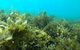 Recovery Of The Great Barrier Reef - thumb 2