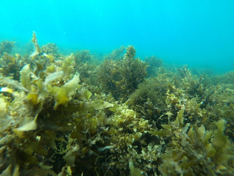 Recovery Of The Great Barrier Reef - Palm Beach Accommodation 2