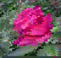 Rhododendrons at Brangayne - Palm Beach Accommodation