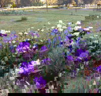 Riverina Iris Farm Open Garden and Iris Display - Palm Beach Accommodation
