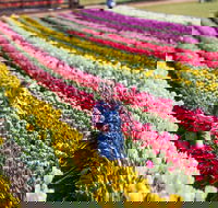 Tesselaar Tulip Festival - Palm Beach Accommodation