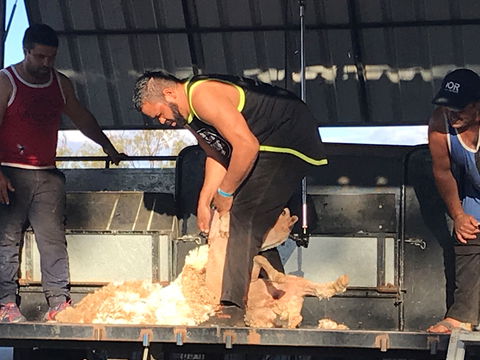 The Shearers  Shindig Thargomindah - Palm Beach Accommodation 0