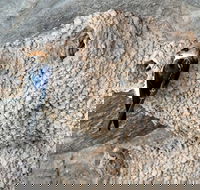 2020 Katherine Bird Festival - Palm Beach Accommodation