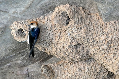 2020 Katherine Bird Festival - Palm Beach Accommodation 0