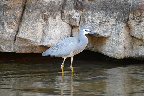 2020 Katherine Bird Festival - Palm Beach Accommodation 1