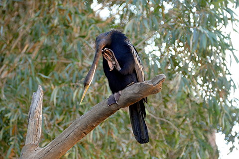 2020 Katherine Bird Festival - Palm Beach Accommodation 2