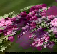 69th Annual Goulburn Lilac City Festival - Palm Beach Accommodation